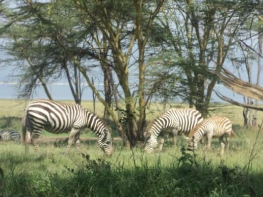 Safari Kenya