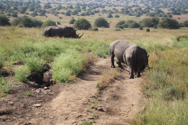 rhinos wrestling